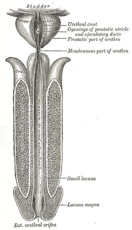 Méat urétral — Wikipédia